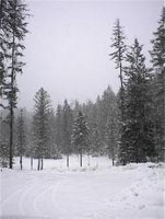 Snowy wilderness
